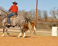 roping-quarter-horse