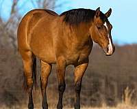 breeding-quarter-horse