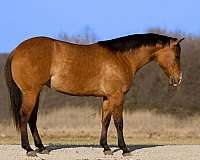 flashy-quarter-horse