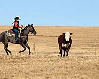 ranch-versatility-quarter-horse