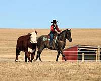 ranch-work-quarter-horse