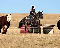 roping-quarter-horse