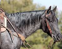 show-quarter-horse