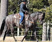 trail-riding-quarter-horse