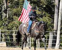 working-cattle-quarter-horse