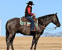 blue-roan-all-around-horse