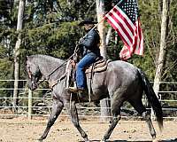 blue-roan-quarter-horse-gelding