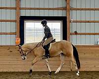 beginner-quarter-horse