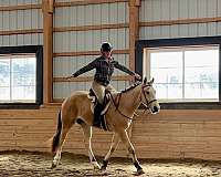 dressage-quarter-horse