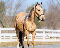 ranch-versatility-quarter-horse