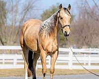 ranch-work-quarter-horse