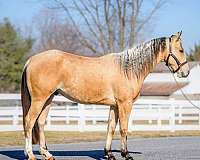 ridden-english-quarter-horse