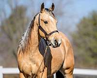 ridden-western-quarter-horse