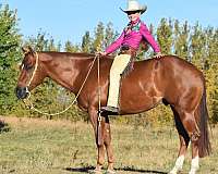 calf-roping-quarter-horse