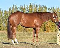 athletic-quarter-horse