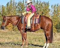 husband-safe-quarter-horse