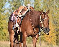 ranch-versatility-quarter-horse