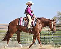 roping-quarter-horse