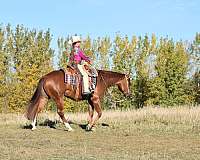 ranch-work-quarter-horse