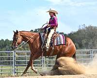 show-quarter-horse