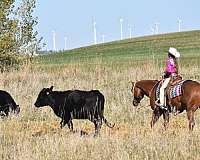 trail-quarter-horse