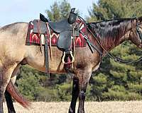 ranch-versatility-quarter-horse