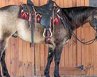 ranch-work-quarter-horse