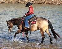 roping-quarter-horse