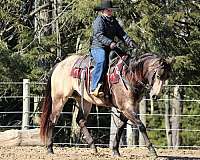 trail-quarter-horse