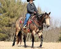 buckskin-quarter-horse-gelding