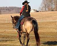 trail-riding-quarter-horse