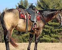 working-cattle-quarter-horse