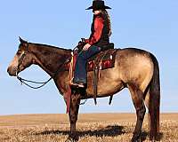 buckskin-all-around-horse