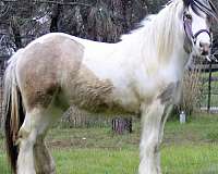 tobiano-horse