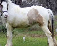 buckskin-tobiano-horse