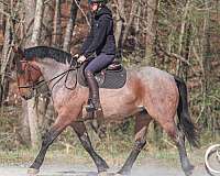 bay-roan-percheron-horse