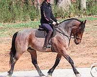 all-around-percheron-horse