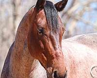 beginner-percheron-horse