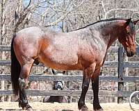 cross-percheron-horse