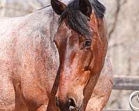 flashy-percheron-horse