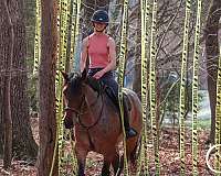 husband-safe-percheron-horse