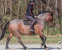 jumping-percheron-horse