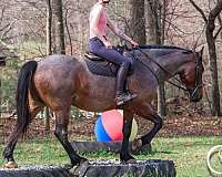 lesson-percheron-horse