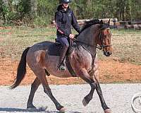 parade-percheron-horse