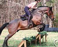 performance-percheron-horse