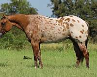 athletic-appaloosa-horse