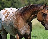 calf-roping-appaloosa-horse