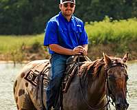 flashy-appaloosa-horse