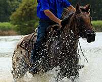 heading-appaloosa-horse