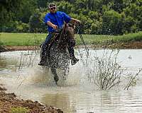 husband-safe-appaloosa-horse